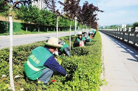 bob半岛官网绿化带绿植遮挡视线？相关部门：立即移栽！(图1)