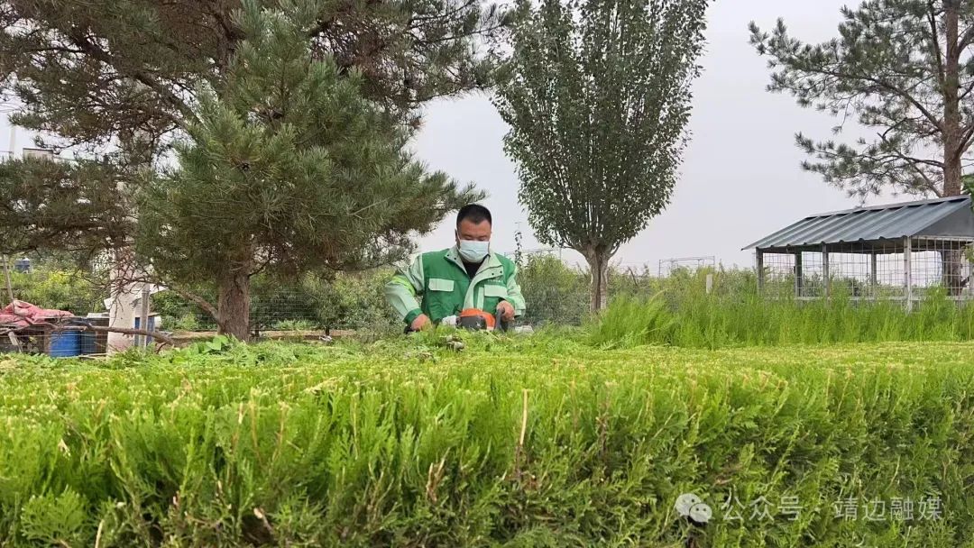 BOB半岛陕西靖边：匠心修剪绿化树木打造宜居城市提升居民幸福感(图1)